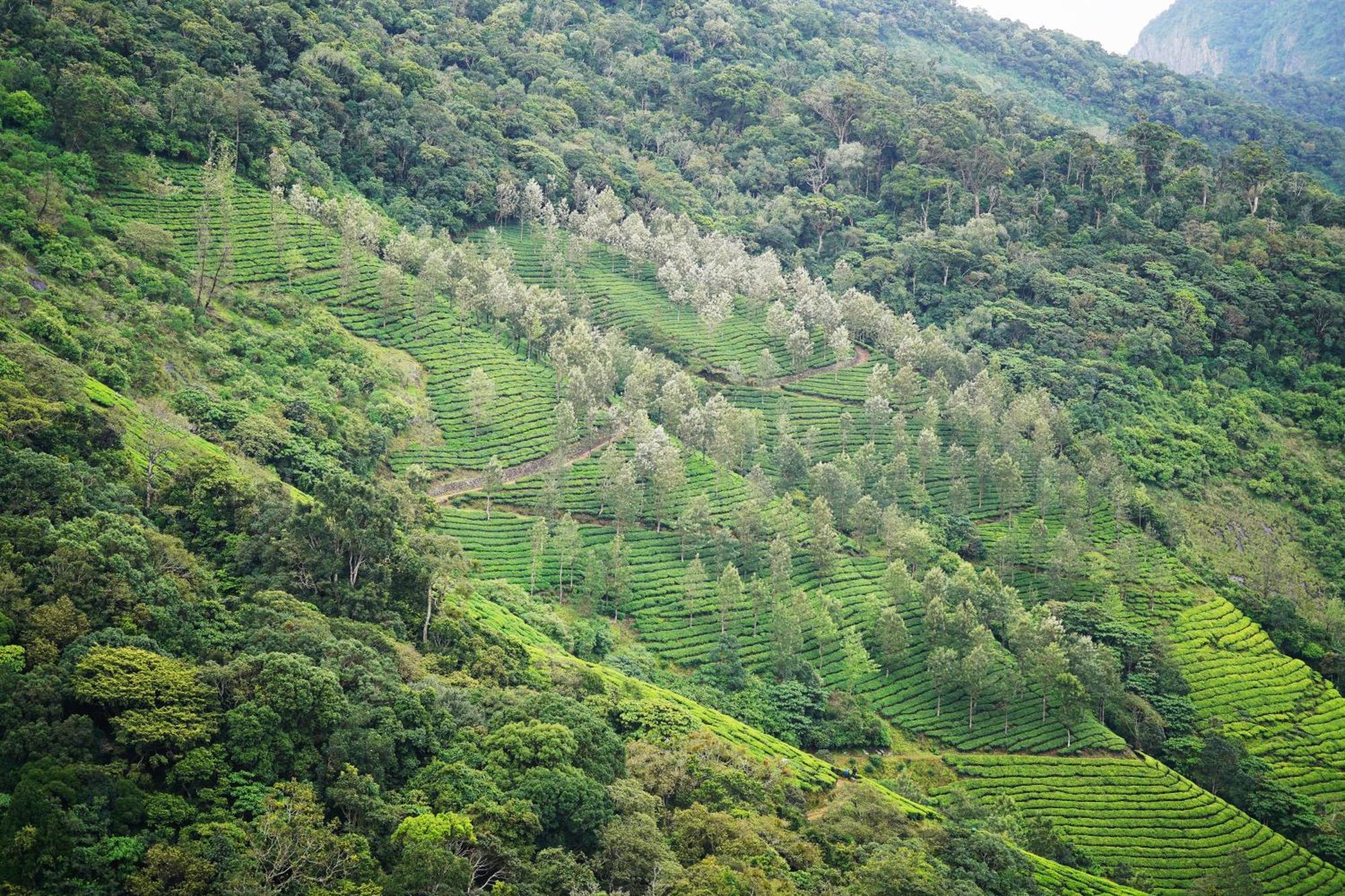The Teatree Munnar Hotel Suryanelli Kültér fotó